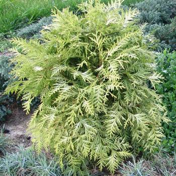 Туя западная ‘Selena’ (Thuja occidentalis ‘Selena’)